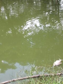 Вьетнамские платники №2: бамбук, пирания и жареная рыба