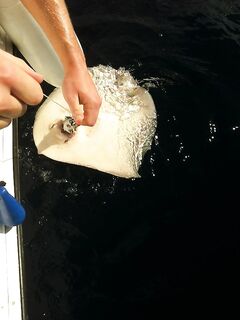 Фото большого ската на Тенерифе у кромки воды