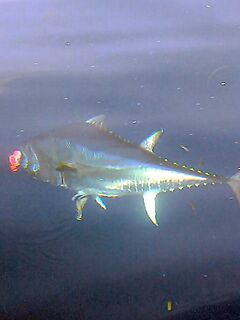 Тенерифе, тунец и попперы на спиннинг