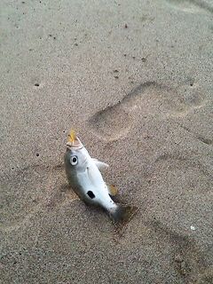 Фуджейра: свежие фото и спокойная вода