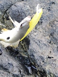 Хор Факкан в октябре: жарко, но рыбалка как процесс