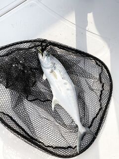 Котлы Квин Фиш в Дубае, десяток+ на кастинг и довольные новички