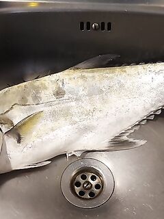 Dubai Marina с берега: 15 г пилкер, один хвост и быстрые обрывы