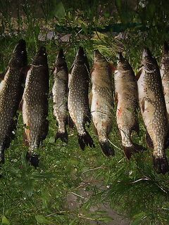 Ahvenkoski у Loviisa, Финляндия — лодка ~3 €/час, 14 щук за 6 ч и методы