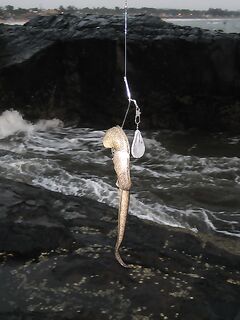 ГОА, Бага и Coco Beach — живцы, сачок под мостом и две креветки