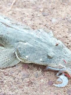 Ашвем и Чапора — берег, устье и утренние пилькеры