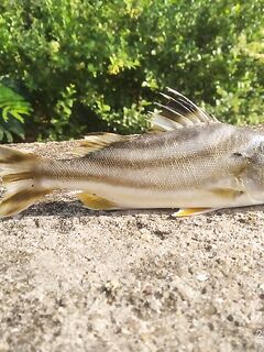 Вопрос по виду рыбы из Коньякумари