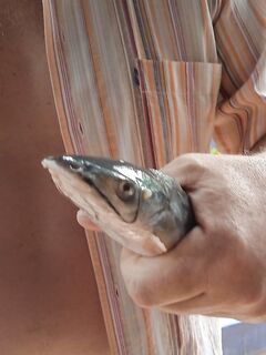 Калангут и Бага, пляжная рыбалка и один кэтфиш