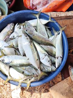 Троллинг за 3000 рупий — профсоюзная ставка и шансы