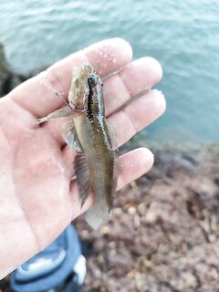 Вечерняя рыбалка у Talpon River, отлив и острые ракушки