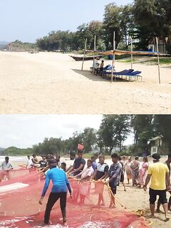 Примета сезона дождей: рыба подходит к берегу в ГОА