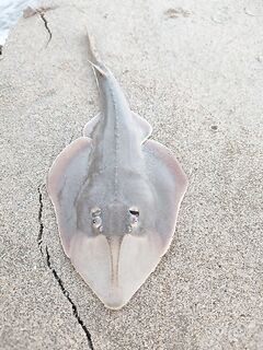 Гитарный скат на креветку: до каких размеров растёт?