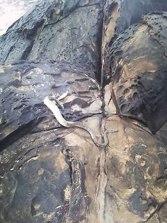 ГОА и воблеры: ловится не только «в кустах»