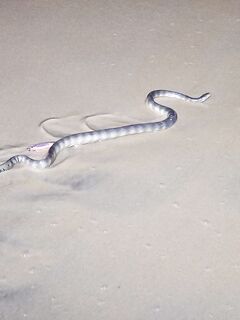 ГОА, устье и змеи: вечер на пляже и осторожный сход