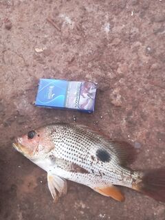 Терекхол, апрель: донка на опарыша и креветку с 7:00 до 8:30