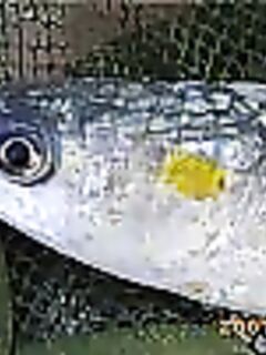 Кефаль в Испании и «хлебный ёж»: как её тут ловят