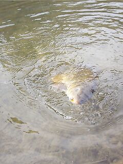 Карп на твистер и немного форели — короткая сводка