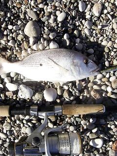 Вопрос по видам: дентич, зубан и «синагрида» — одно ли это?