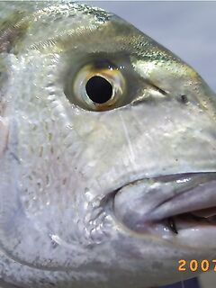 Дорада, морской карась — Sparus aurata в испанских названиях