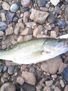 Риба-Роха: уокер утром, спиннербейт днём и один судачок