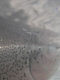 Сегре зимой — короткая заметка про радужку