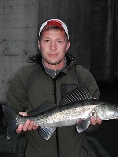 Мекиненса и окрест, заметки: карп, сом и судак