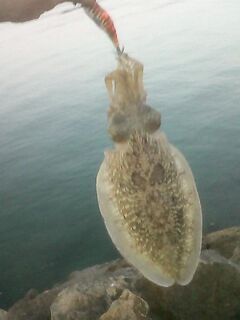 Каталуния: каракатица с волнорезов — техника и сезоны