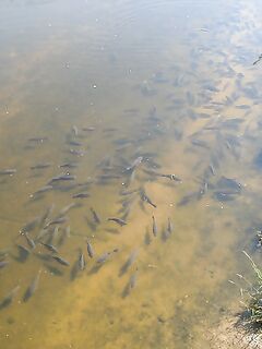 Карпы в Жироне: городской участок и можно ли рыбалка?