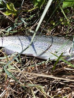 Форелевые рыбалки: две поездки на одну речку