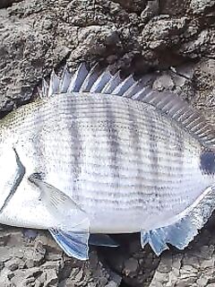 Поплавок из пробки - морская рыбалка по сарго на шторме