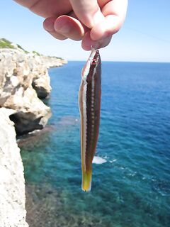 Магазин, черви и ночная рыбалка - каменные окуни выручили