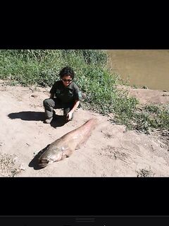 Малая речка и сом: рыбалка впереди, спать не смогу