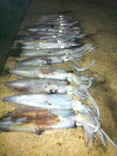 Ночь и волнорез: морская рыбалка по кальмару и список червей