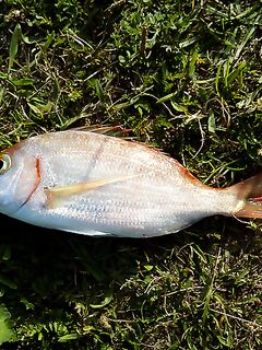 Arenys de Mar - морская рыбалка на закидушку с Americano, 03.01.14