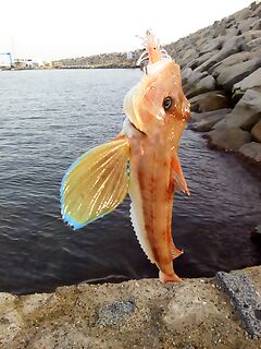 Lucerna и морская рыбалка на джиг у берега