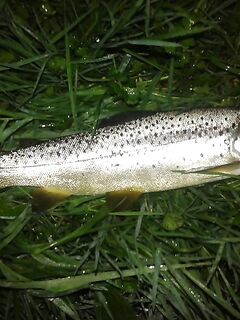 Две новые речки на Святой неделе, рассвет и десять форелей