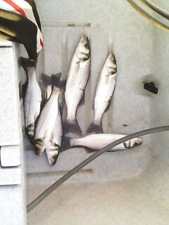 Риумар и Ампоста — двух точек хватает: насчёт каяков и приманок