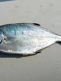 Дельта Эбро: друг-нахлыстовик и универсальные морские мушки