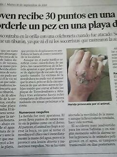 Салоу — нападение хищника на матрас: похоже, луфарь