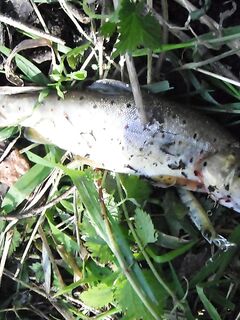 Форелевые разведки: 37 отпущенных, воблер против микроколебла