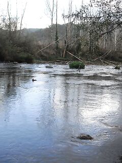 Каталонская речка — низкая вода, колебло и 26 форелей