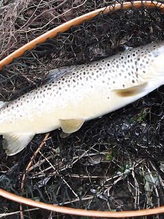 Ниже дамбы: радужка и фарио, 37 контактов за день