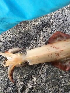 Стабильный кальмар — 17:30–19:00 и «гигант» под 2 кг