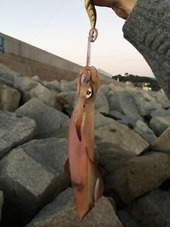 Кальмар на закате: проводка без подсечки и длинный подсак