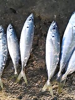 Утренний час на волнорезе: ставрида и первая сардина