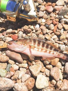 Первая встреча с бассом в Испании и почему не пошла морская рыбалка