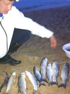 Кефаль с берега на тесто в Каталунии