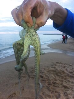 Маленькие осьминоги приловом в Каталунии и морская рыбалка рядом