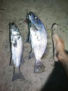 Каталуния: помогите с идентификацией рыбы на фото