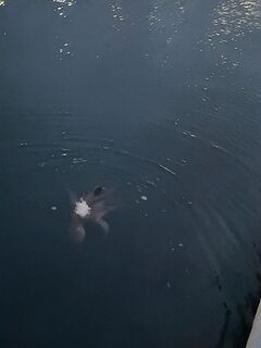 Картахена: лицензия онлайн за 11,15 € и микроджиг по скорпенке